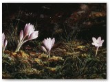 010-Autumn Crocus