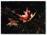 029-Maple Leaf Rag