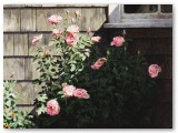 038-Aunt Ruthie's Rose