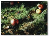 074-Apples In The Sun