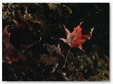 084-Autumn Dancer