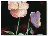 102-Antique Pansy-2